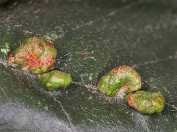 Attēlu rezultāti vaicājumam “Eriophyes laevis”