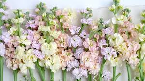 Image result for Levkoje