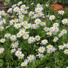 Image result for Bellis perennis