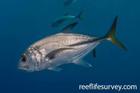 Image result for Caranx crysos