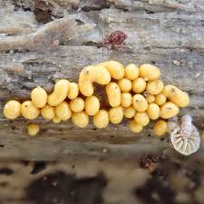 Attēlu rezultāti vaicājumam “Trichia sp.”