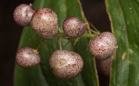 Attēlu rezultāti vaicājumam “Maianthemum bifolium fruit”
