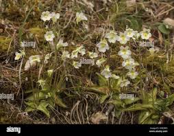 Attēlu rezultāti vaicājumam “Pinguicula alpina”