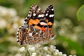 Attēlu rezultāti vaicājumam “Lepidoptera”