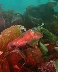 Image result for Darwen Snorkelling Club