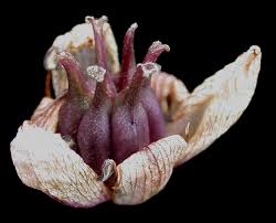 Attēlu rezultāti vaicājumam “Butomus umbellatus bud”