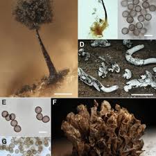 Attēlu rezultāti vaicājumam “Comatricha alta macro”