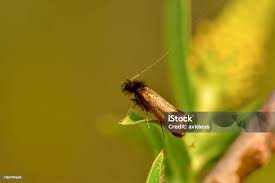 Attēlu rezultāti vaicājumam “Nemophora metallica”