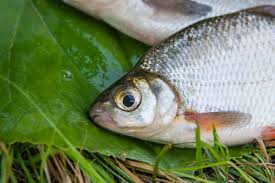 Image result for Blicca bjoerkna