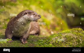 Attēlu rezultāti vaicājumam “Lutra lutra”