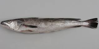 Image result for Merluccius merluccius