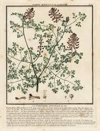 Attēlu rezultāti vaicājumam “Fumaria officinalis”