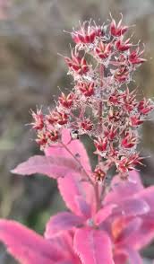 Attēlu rezultāti vaicājumam “Spiraea salicifolia flower”