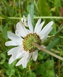 Image result for Leucanthemum vulgare