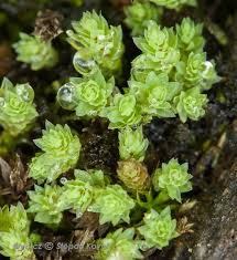 Attēlu rezultāti vaicājumam “Pohlia cruda”