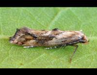 Attēlu rezultāti vaicājumam “Epermenia falciformis”