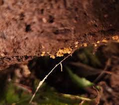 Attēlu rezultāti vaicājumam “Hemitrichia sp.”