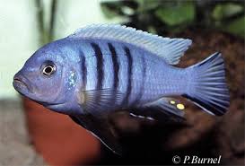 Risultati immagini per cynotilapia pulpican