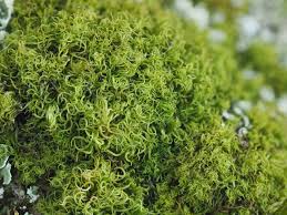 Attēlu rezultāti vaicājumam “Dicranum flagellare”