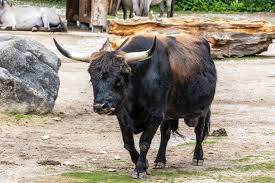 Attēlu rezultāti vaicājumam “Bos primigenius taurus”