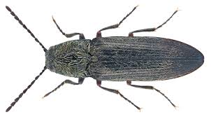 Attēlu rezultāti vaicājumam “Cidnopus aeruginosus”