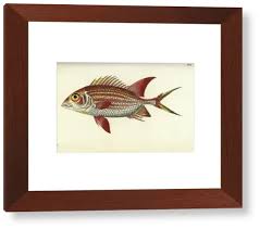 Image result for Holocentrus adscensionis