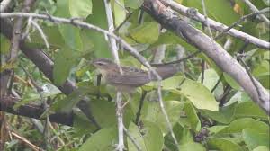 Image result for Locustella certhiola