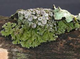 Attēlu rezultāti vaicājumam “Physconia distorta”