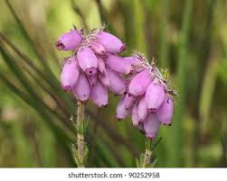 Attēlu rezultāti vaicājumam “Erica tetralix leaf”