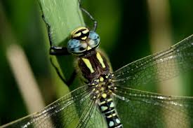 Attēlu rezultāti vaicājumam “Brachytron pratense”