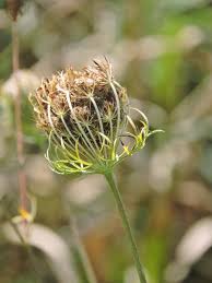 Attēlu rezultāti vaicājumam “Centaurea scabiosa bud”