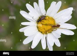 Attēlu rezultāti vaicājumam “Paracorymbia maculicornis imago”
