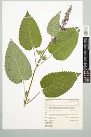 Attēlu rezultāti vaicājumam “Stachys sylvatica leaf”