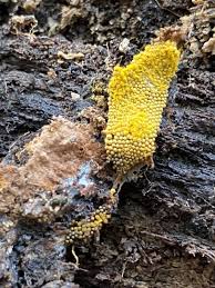 Attēlu rezultāti vaicājumam “Oligonema favogineum young”