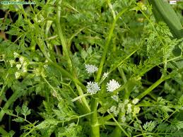 Attēlu rezultāti vaicājumam “Oenanthe aquatica”