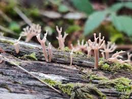 Attēlu rezultāti vaicājumam “Physarum auriscalpium sessile”