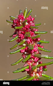 Attēlu rezultāti vaicājumam “Empetrum nigrum flower”