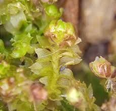 Attēlu rezultāti vaicājumam “Lophozia incisa”