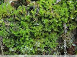 Attēlu rezultāti vaicājumam “Trilophozia quinquedentata”