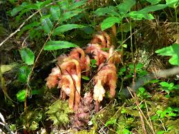 Attēlu rezultāti vaicājumam “Monotropa hypopitys”