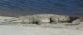 Image result for Crocodylus acutus