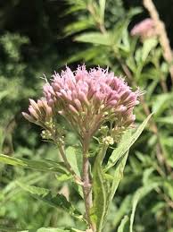 Attēlu rezultāti vaicājumam “Eupatorium cannabinum bud”