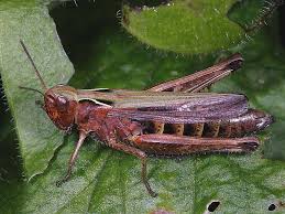 Attēlu rezultāti vaicājumam “Omocestus viridulus”