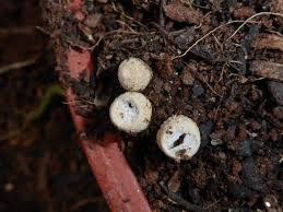 Attēlu rezultāti vaicājumam “Crucibulum laeve”