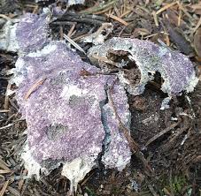 Attēlu rezultāti vaicājumam “Nectriopsis violacea”