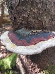 Attēlu rezultāti vaicājumam “Fomitopsis rosea”