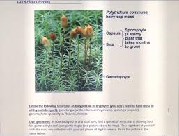 Attēlu rezultāti vaicājumam “Polytrichum commune sporophyte”