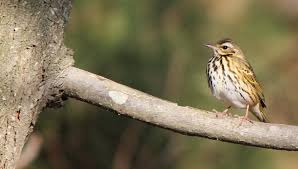 Image result for Anthus hodgsoni