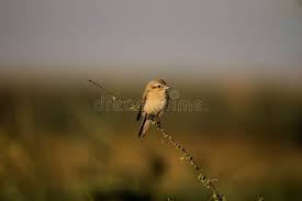 Image result for Lanius isabellinus