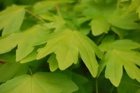 Attēlu rezultāti vaicājumam “Acer campestre leaf”